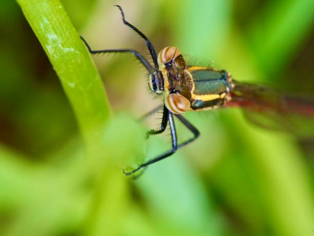 istock The large red damselfly resting on the grass 1221680965