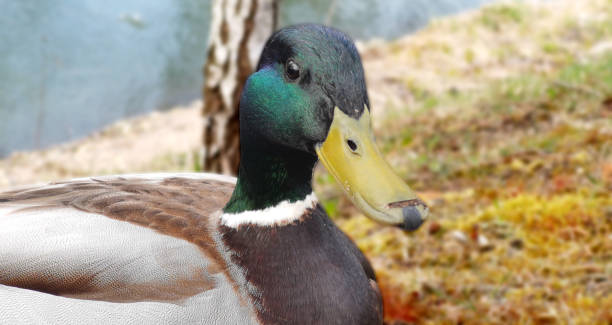 istock Male duck with a green head front of the river. 1221681306
