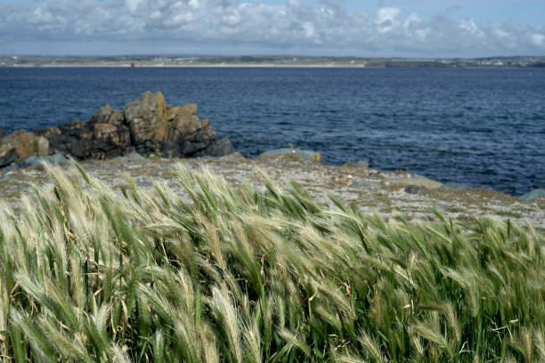 istock Defocused view to the ocean. Selective focus on coastal grass 1221682640
