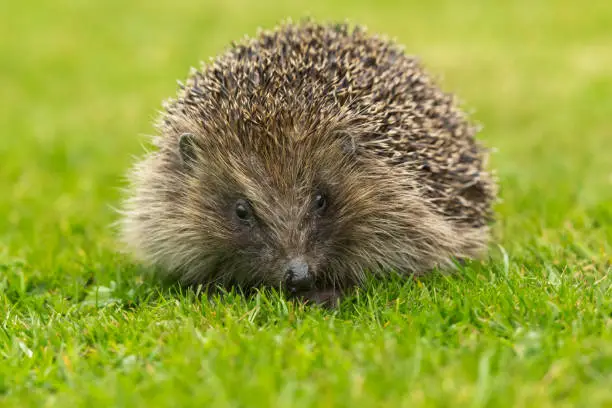 Hedgehog (Scientific name: Erinaceus Europaeus).  Adult, wild hedgehog in natural garden habitat, facing forward on green grass lawn.  Horizontal.  Space for copy.