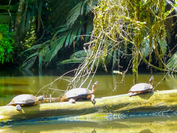 parco nazionale di tortuguero, limon, costa rica - nobody animals in the wild lizard reptile foto e immagini stock