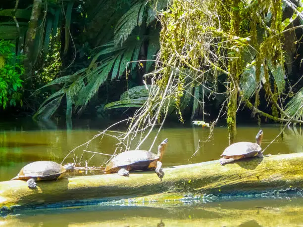 Photo of Tortuguero National Park, Limon, Costa Rica