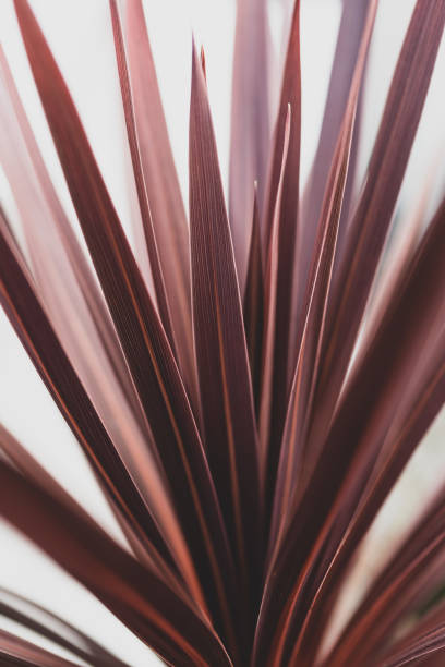 Close up of Cabbage Palm