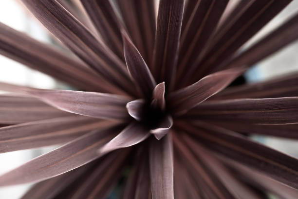 istock Close up of Cabbage Palm 1221684959