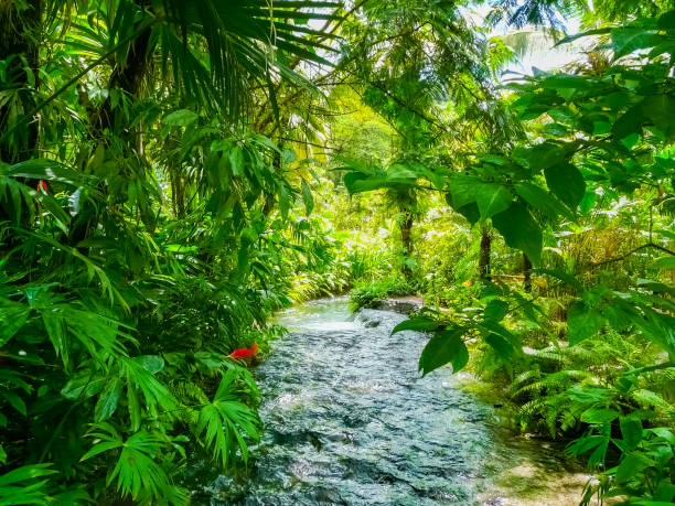 Tabacon Hot Springs River at Arenal Volcano, Alajuela, San Carlos, Costa Rica stock photo