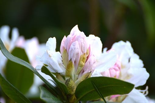 Rose colored Azalea flowers (Rhododendron) with leaves close up - an amazingly beautiful ornamental plant
