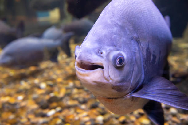 Fresh water pacu smling at the camera stock photo