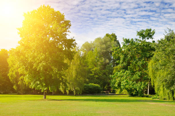 istock A cozy summer park with extensive lawns. There is a bright sun on the blue sky. 1221686316