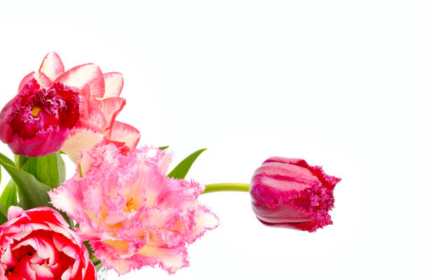 istock Tulips bouquet isolated on white background . Free space for text. 1221686333