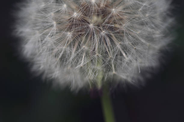 Close up of a Dandelion seed head.  Sometimes these are called blowballs or clocks.  Selective focus.  Belfast, Northern Ireland.
