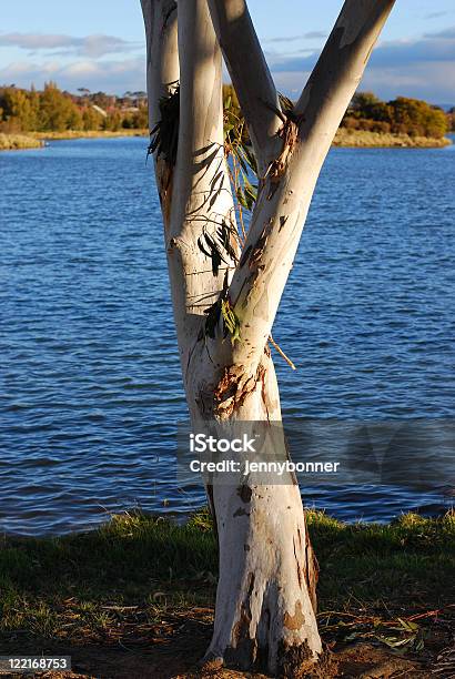 Bianco Eucalipto Papuana Australia - Fotografie stock e altre immagini di Acqua - Acqua, Albero, Albero di eucalipto