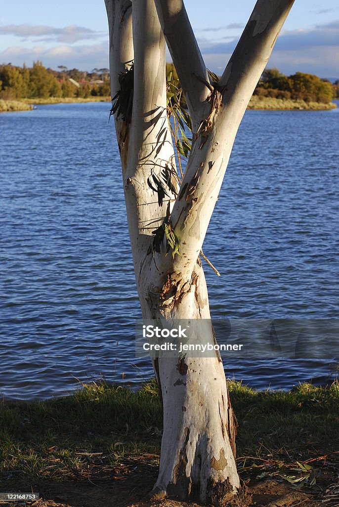 Белый Эвкалипт папуасский, Австралия - Стоковые фото Аборигенная культура роялти-фри