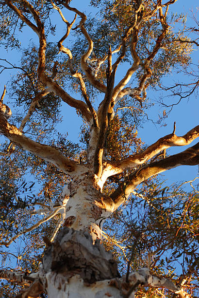 istock Majestic Australian gum/Eucalyptus Gum  tree 122168799