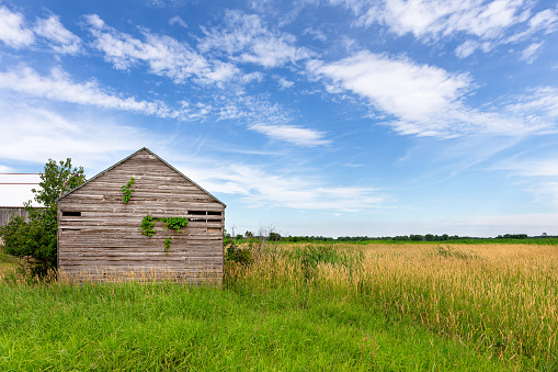 Abandoned and weathered rural building in a field under a blue sky with clouds and room for copy.