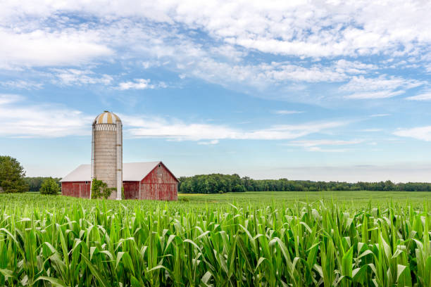 Classic Red Barn in a Corn Field Classic red barn and silo set in a field of green corn and under a blue sky with copy space if needed.  Traditional rural scene. midwest usa photos stock pictures, royalty-free photos & images