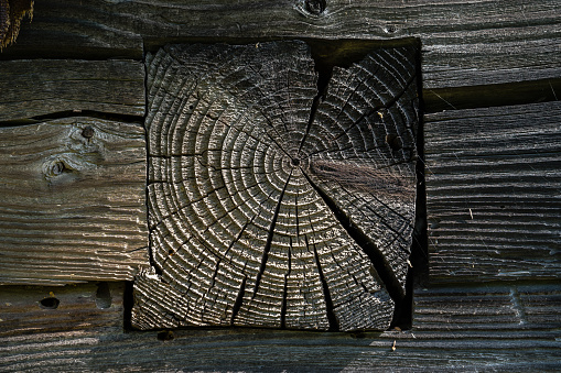 A fragment of the wall of an old wooden building in the village with the end of a hewn log. The surface damaged  by precipitation and air, rough, with wood annual grooves, cobwebs. Texture, copy space