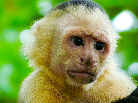 Mono capuchino de cara blanca, Parque Nacional Manuel Antonio, Quepos, Costa Rica photo
