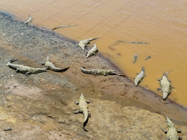 istock Crocodile, Tarcoles River, Alajuela, Orotina, Costa Rica 1221692654