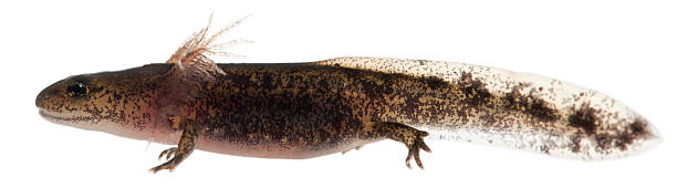 istock Fire salamander larva showing the external gills, white background. 122169495