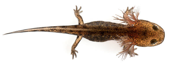 istock High angle view of Fire salamander larva, white background. 122169497
