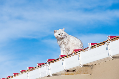 Cat on the Roof
