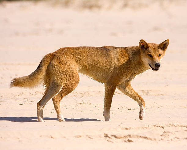 Full grown dingo wandering the desert and hunting for food dingo at fraser island fraser island stock pictures, royalty-free photos & images