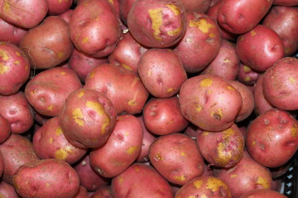 légumes rouges de pomme de terre - red potato isolated raw potato raw photos et images de collection