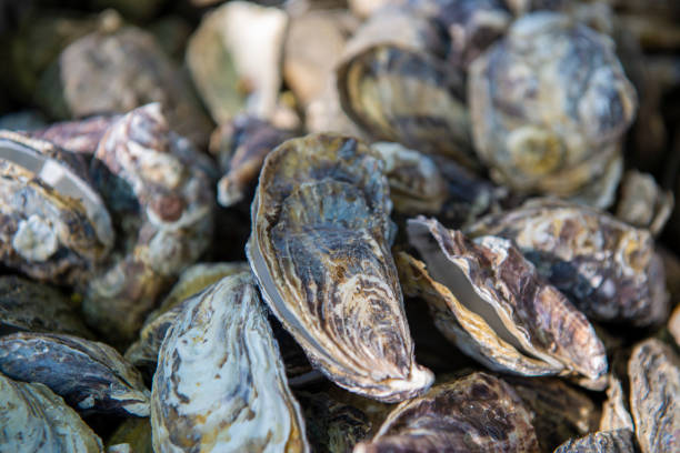 istock Discarded oyster shells. view of pile oyster shells. Selective focus. 1221696908