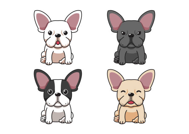 ilustraciones, imágenes clip art, dibujos animados e iconos de stock de conjunto de personaje sdibujo vectorial perro bulldog francés - french bulldog