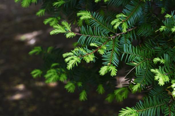 Taxus cuspidata (Japanese yew) Taxus cuspidata (Japanese yew) / Taxaceae evergreen coniferous tree taxus cuspidata stock pictures, royalty-free photos & images