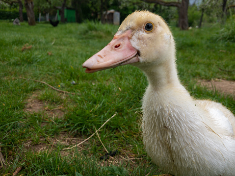A photograph of a Muscovy Duck at a UK farm.