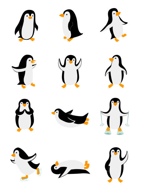 ilustraciones, imágenes clip art, dibujos animados e iconos de stock de conjunto de pequeños pinguinos en diferentes poses. animales divertidos aislados sobre fondo blanco. ilustración vectorial de personajes de dibujos animados - pingüino