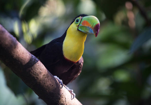 istock Toucan Colombia Caribbean 1221699819