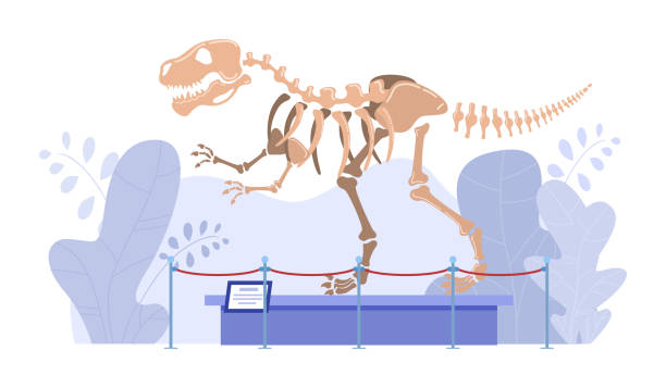 dinosaurier-skelett im museum der naturgeschichte, paläontologie ausstellung, vektor-illustration - pedestal museum art museum exhibition stock-grafiken, -clipart, -cartoons und -symbole