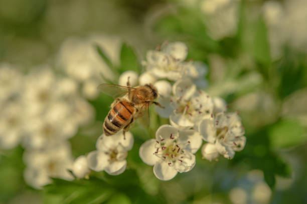 istock Bee gathering pollen on a hawthorn flower 1221700552