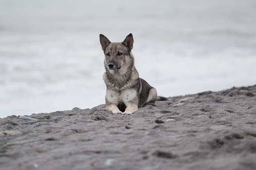 Sad dog on the beach