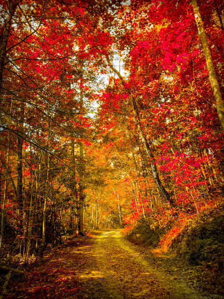 route des appalaches à travers la forêt - feuilles d’automne - été indien photos et images de collection