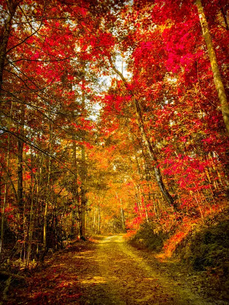 Appalachian Mountains Treelined 
Single-Lane Road through the Forest - Autumn Leaf Colors Orange Red