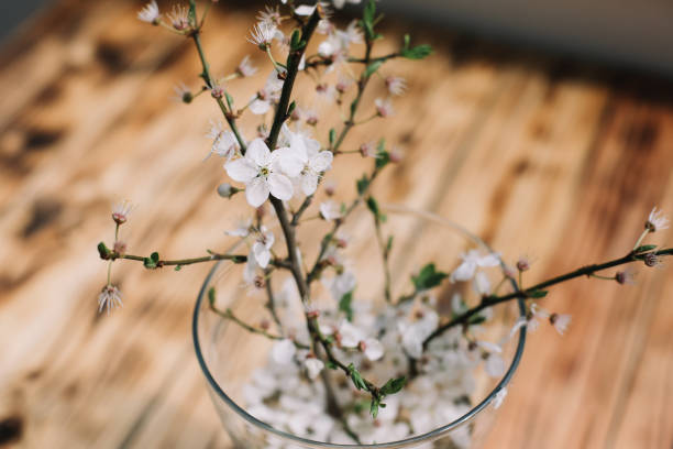 istock Cherry tree blossom branches with flowers in the vase on wooden table 1221702553
