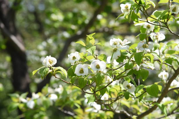 istock Flowering dogwood flowers 1221703899