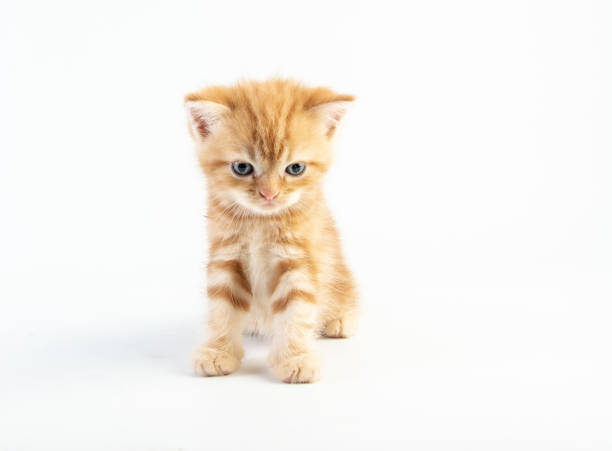 istock Cat baby tabby Kitten Cute Beautifu on white background 1221705220