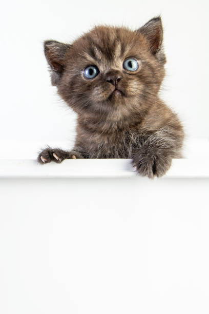 istock Cat baby tabby Kitten Cute Beautifu on white background 1221705238