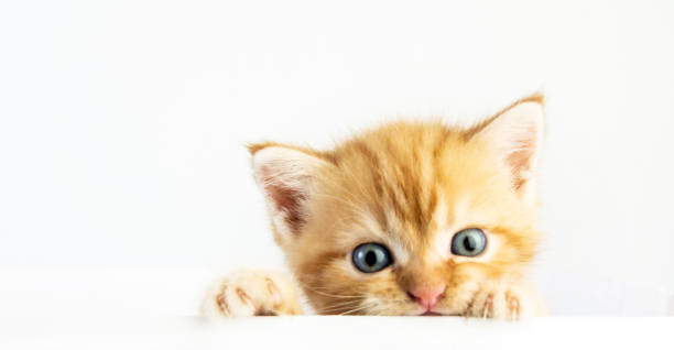 istock Cat baby tabby Kitten Cute Beautifu on white background 1221705744
