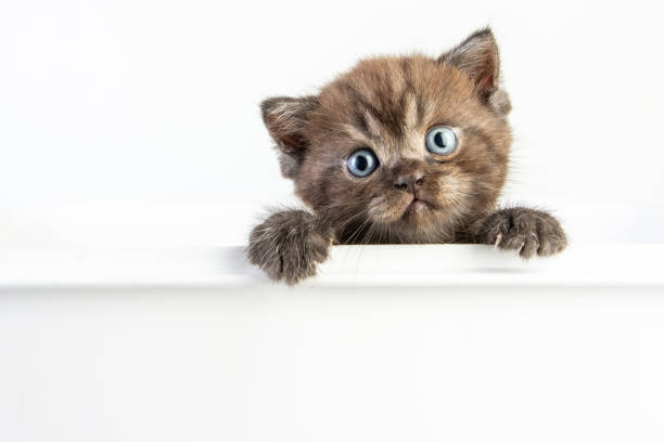 istock Cat baby tabby Kitten Cute Beautifu on white background 1221705745