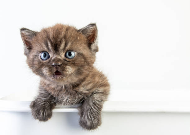 istock Cat baby tabby Kitten Cute Beautifu on white background 1221705746