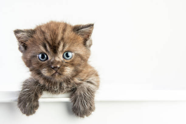 istock Cat baby tabby Kitten Cute Beautifu on white background 1221705754