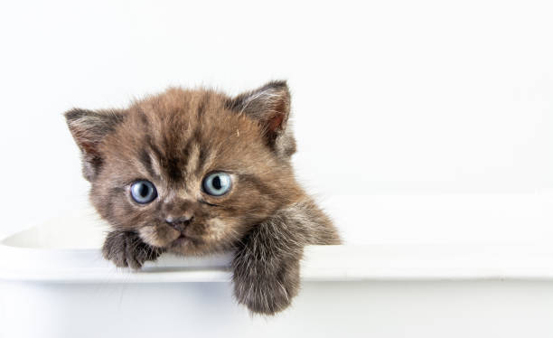 istock Cat baby tabby Kitten Cute Beautifu on white background 1221705759