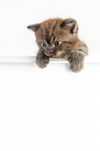 istock Cat baby tabby Kitten Cute Beautifu on white background 1221705766