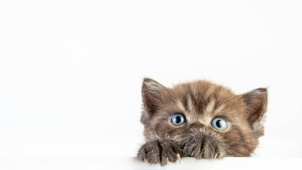 istock Cat baby tabby Kitten Cute Beautifu on white background 1221705767