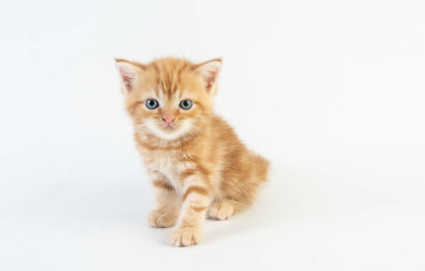 istock Cat baby tabby Kitten Cute Beautifu on white background 1221705773